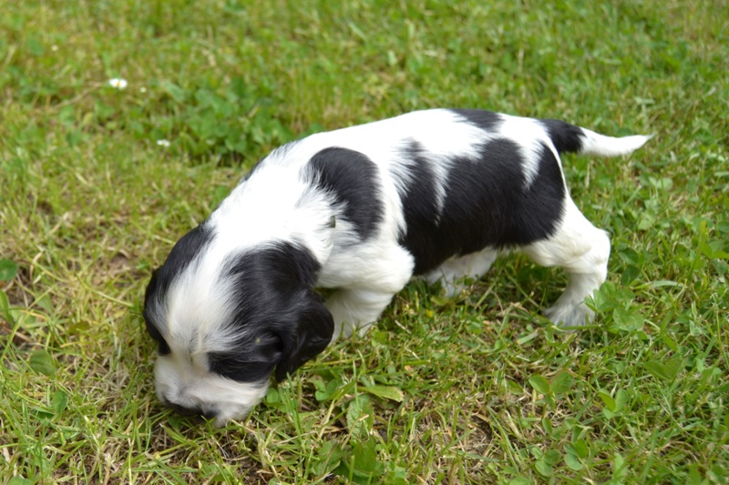 3e - pejsek tm. zelená.JPG